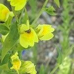 Linaria genistifolia flower picture by Radoslav Marinkovic (cc-by-sa)