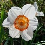 Narcissus poeticus flower picture by Alain Bouché (cc-by-sa)