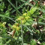 Cruciata glabra habit picture by Emanuele Santarelli (cc-by-sa)