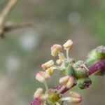 Bassia prostrata flower picture by Llandrich anna (cc-by-sa)