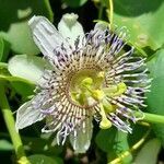 Passiflora elegans flower picture by Trap Hers (cc-by-sa)