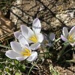 Crocus carpetanus flower picture by Collados Ana (cc-by-sa)