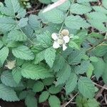 Rubus rosifolius habit picture by Trap Hers (cc-by-sa)