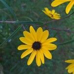 Helianthus angustifolius flower picture by Jeb Trayer (cc-by-sa)