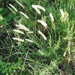 Phleum pratense habit picture by pasquale pianese (cc-by-sa)