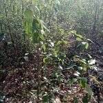 Populus balsamifera habit picture by laetitia Dinau (cc-by-sa)