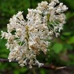 Ceanothus sanguineus flower picture by Ethan Greer (cc-by-sa)