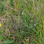 Euphrasia nemorosa habit picture by gilles collin (cc-by-sa)