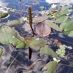 Potamogeton natans habit picture by Jean-Francois Julien (cc-by-sa)