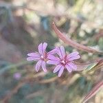 Epilobium brachycarpum flower picture by Prieta Javier (cc-by-sa)