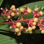 Hymenandra sordida fruit picture by Nelson Zamora Villalobos (cc-by-nc)