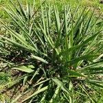 Yucca flaccida leaf picture by fort mill (cc-by-sa)