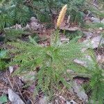 Lycopodium annotinum leaf picture by axel jones (cc-by-sa)