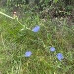 Cichorium intybus habit picture by Enet Eplant (cc-by-sa)