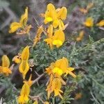 Genista morisii flower picture by Fabrizio Fabrizio Tatti (cc-by-sa)