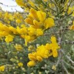 Genista microphylla flower picture by Mirjam Rücke (cc-by-sa)