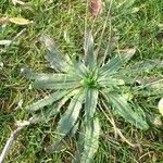 Plantago serraria leaf picture by Jesus Toledano (cc-by-sa)