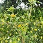 Pallenis spinosa habit picture by Mladen Glavic (cc-by-sa)