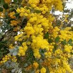 Acacia podalyriifolia flower picture by A M (cc-by-sa)