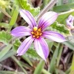 Sisyrinchium minutiflorum flower picture by Trap Hers (cc-by-sa)