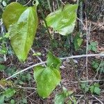 Smilax rotundifolia habit picture by Eli Small (cc-by-sa)