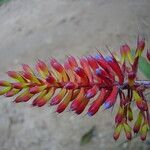 Aechmea organensis flower picture by Renato Lima (cc-by-nc-sa)