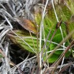 Castratella piloselloides leaf picture by Fabien Anthelme (cc-by-sa)