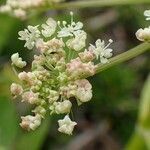 Peucedanum ostruthium flower picture by Yoan MARTIN (cc-by-sa)