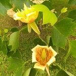 Liriodendron tulipifera flower picture by Marie Morris (cc-by-sa)