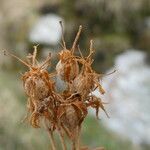 Saxifraga geranioides fruit picture by margarida vila (cc-by-sa)