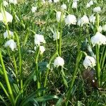 Leucojum vernum flower picture by Jan Damhof (cc-by-sa)