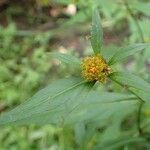 Bidens connata habit picture by Yoan MARTIN (cc-by-sa)