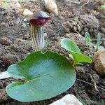 Arisarum simorrhinum leaf picture by Llandrich anna (cc-by-sa)