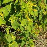 Mirabilis jalapa habit picture by Ludovic Stroobants (cc-by-sa)