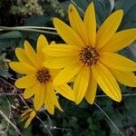 Helianthus tuberosus flower picture by Nogueroles Jordi (cc-by-sa)