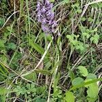 Gymnadenia conopsea habit picture by Jean-Marie Frenoux (cc-by-sa)