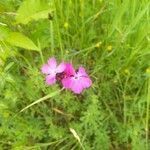 Dianthus carthusianorum flower picture by Christophe DOUMAX (cc-by-sa)