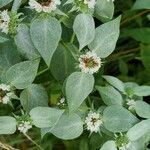 Pycnanthemum incanum leaf picture by Ken Borgfeldt (cc-by-sa)