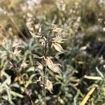 Salvia officinalis fruit picture by Bobby Ivezic (cc-by-sa)