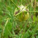 Nigella arvensis fruit picture by Gianni Franchi (cc-by-sa)