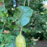 Aristolochia sempervirens fruit picture by roberto (cc-by-sa)