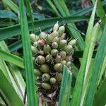 Bromelia pinguin fruit picture by Hervé Goëau (cc-by-sa)