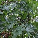 Quercus palustris habit picture by Eylisia (cc-by-sa)