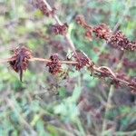 Rumex pulcher fruit picture by Anne-Olivia FAHY (cc-by-sa)