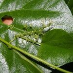 Cissampelos andromorpha leaf picture by Nelson Zamora Villalobos (cc-by-nc)