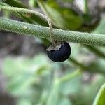 Solanum chenopodioides fruit picture by Sastre Oriol (cc-by-sa)