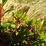 Vaccinium geminiflorum leaf picture by Fabien Anthelme (cc-by-sa)