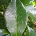 Coffea mauritiana leaf picture by H. Goëau (cc-by-sa)