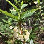 Rhododendron albiflorum leaf picture by Bailey Dirk (cc-by-sa)