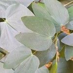 Bauhinia forficata leaf picture by Trap Hers (cc-by-sa)